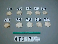 藏品(芋螺貝)的圖片